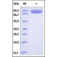 The purity of rh PIGR was determined by DTT-reduced (+) SDS-PAGE and staining overnight with Coomassie Blue.