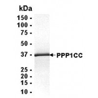 SDS PAGE: Analysis of PPP1CC Recombinant Protein. 4-20% SDS gradient gel. Coomassie blue staining.