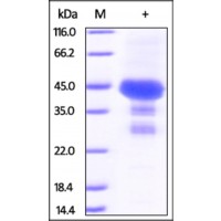 The purity of rh PTP4A2 / PRL-2, GST Tag was determined by DTT-reduced (+) SDS-PAGE and staining overnight with Coomassie Blue.