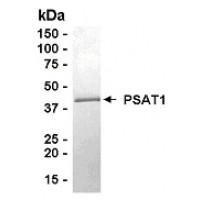 SDS PAGE: Analysis of PSAT1 Recombinant Protein. 4-20% SDS gradient gel. Coomassie blue staining.