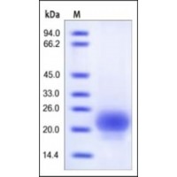 The purity of rh RSPO1/146 was determined by DTT-reduced (+) SDS-PAGE and staining overnight with Coomassie Blue.