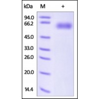 The purity of rh ROR1 was determined by DTT-reduced (+) SDS-PAGE and staining overnight with Coomassie Blue.
