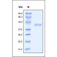 The purity of rh RSPO1 was determined by DTT-reduced (+) SDS-PAGE and staining overnight with Coomassie Blue.