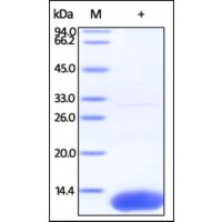 The purity of rh S100A10 was determined by DTT-reduced (+) SDS-PAGE and staining overnight with Coomassie Blue.