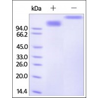 The purity of rh SCARB1 /SR-BI Fc Chimera was determined by DTT-reduced (+) and non-reduced (-) SDS-PAGE and staining overnight with Coomassie Blue.