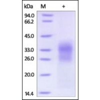 The purity of rh SOST was determined by DTT-reduced (+) SDS-PAGE and staining overnight with Coomassie Blue.