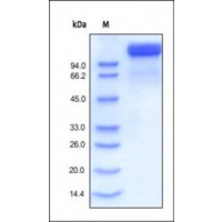 The purity of rh CD100 Fc Chimera was determined by DTT-reduced (+) SDS-PAGE and staining overnight with Coomassie Blue.