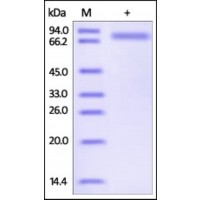 The purity of rh SERPIND1 / HCF2 was determined by DTT-reduced (+) SDS-PAGE and staining overnight with Coomassie Blue.