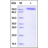 The purity of rh SIGLEC5 / OB-BP2 / CD170 Fc Chimera was determined by DTT-reduced (+) SDS-PAGE and staining overnight with Coomassie Blue.