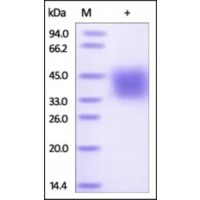 The purity of rh SLAMF7 / CD319 was determined by DTT-reduced (+) SDS-PAGE and staining overnight with Coomassie Blue.