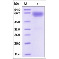 The purity of rh SLAMF7 / CD319 Fc Chimera was determined by DTT-reduced (+) SDS-PAGE and staining overnight with Coomassie Blue.