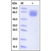 The purity of rh CD98 was determined by DTT-reduced (+) SDS-PAGE and staining overnight with Coomassie Blue.