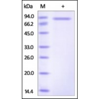 The purity of rh SLITRK6 was determined by DTT-reduced (+) SDS-PAGE and staining overnight with Coomassie Blue.