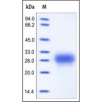 The purity of rh TFPI2 was determined by DTT-reduced (+) SDS-PAGE and staining overnight with Coomassie Blue.