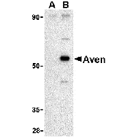 Western blot analysis of Aven in Raji cell lysate with Aven antibody at 1 μg/mL in (A) the presence and (B) the absence of blocking peptide (2413P).