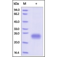 The purity of rh GITR /TNFRSF18 was determined by DTT-reduced (+) SDS-PAGE and staining overnight with Coomassie Blue.