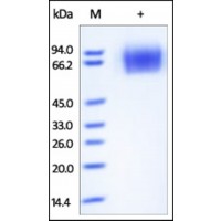 The purity of rh CD30 was determined by DTT-reduced (+) SDS-PAGE and staining overnight with Coomassie Blue.