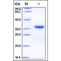 The purity of rh GALE /Galactowaldenase was determined by DTT-reduced (+) SDS-PAGE and staining overnight with Coomassie Blue.