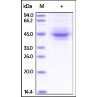 The purity of rh TIGIT / VSIG9 / VSTM3 Fc Chimera was determined by DTT-reduced (+) SDS-PAGE and staining overnight with Coomassie Blue.