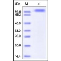 The purity of rh IL27RA / WSX‑1 / TCCR Fc Chimera was determined by DTT-reduced (+) SDS-PAGE and staining overnight with Coomassie Blue.