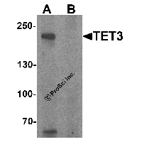 Western blot analysis of TET3 in SK-N-SH cell lysate with TET3 antibody at 1 μg/ml in (A) the absence and (B) the presence of blocking peptide.