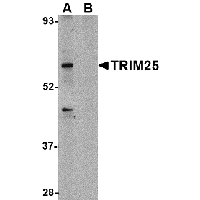 Western blot analysis of TRIM25 in HeLa cell lysate in (A) the absence and (B) presence of blocking peptide with TRIM25 antibody at 1 μg/mL.