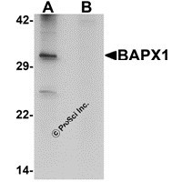 Western blot analysis of BAPX1 in human brain tissue lysate with BAPX1 antibody at 1 μg/mL in (A) the absence and (B) the presence of blocking peptide.