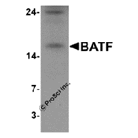 Western blot analysis of BATF in rat spleen tissue lysate with BATF antibody at 0.5 μg/mL in (A) the absence and (B) the presence of blocking peptide.