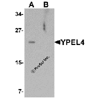 Western blot analysis of YPEL4 in SW480 cell lysate with YPEL4 antibody at 1 μg/mL in (A) the absence and (B) the presence of blocking peptide.