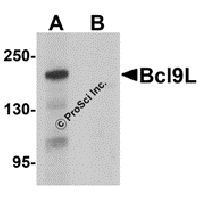 Western blot analysis of Bcl9L in HeLa cell lysate with Bcl9L antibody at 1 μg/mL in (A) the absence and (B) the presence of blocking peptide.