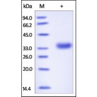 The purity of rh ASAM was determined by DTT-reduced (+) SDS-PAGE and staining overnight with Coomassie Blue.