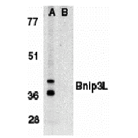 Western blot analysis of Bnip3L in K562 whole cell lysate in the absence (A), or presence (B) of immunogenic peptide (2289P) with Bnip3L antibody (IN) at 1 μg/mL.