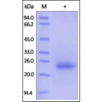 The purity of rh CD160 was determined by DTT-reduced (+) SDS-PAGE and staining overnight with Coomassie Blue.