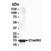 SDS PAGE: Analysis of C1orf41 Recombinant Protein. 4-20% SDS gradient gel. Coomassie blue staining.