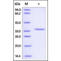 The purity of rh COL2A1 was determined by DTT-reduced (+) SDS-PAGE and staining overnight with Coomassie Blue.