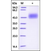 The purity of rh Dipeptidase 1 / DPEP1 was determined by DTT-reduced (+) SDS-PAGE and staining overnight with Coomassie Blue.