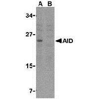 Western blot analysis of AID in Ramos whole cell lysate with AID antibody at 2 μg/mL in either the (A) absence or (B) presence of blocking peptide (3091P).