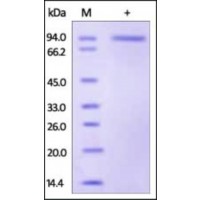 The purity of rh GFRA2 Fc Chimera was determined by DTT-reduced (+) SDS-PAGE and staining overnight with Coomassie Blue.
