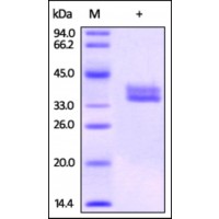 The purity of Biotinylated rh GPA33 was determined by DTT-reduced (+) SDS-PAGE and staining overnight with Coomassie Blue.