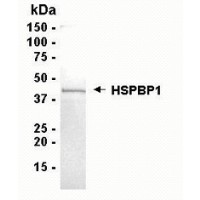 SDS PAGE: Analysis of HSPBP1 Recombinant Protein. 4-20% SDS gradient gel. Coomassie blue staining.