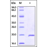 The purity of rh IL1F7 / IL37 was determined by DTT-reduced (+) SDS-PAGE and staining overnight with Coomassie Blue.
