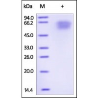 The purity of rh IL18R1 /CD218a was determined by DTT-reduced (+) SDS-PAGE and staining overnight with Coomassie Blue.