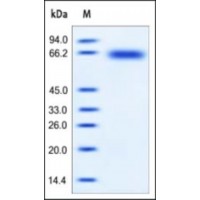 The purity of rh KIRREL1 was determined by DTT-reduced (+) SDS-PAGE and staining overnight with Coomassie Blue.