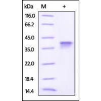 The purity of rh LILRB4 / ILT3 /CD85k was determined by DTT-reduced (+) SDS-PAGE and staining overnight with Coomassie Blue.