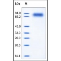 The purity of rh TrkC was determined by DTT-reduced (+) SDS-PAGE and staining overnight with Coomassie Blue.