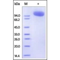 The purity of rh TrkC Fc Chimera was determined by DTT-reduced (+) SDS-PAGE and staining overnight with Coomassie Blue.