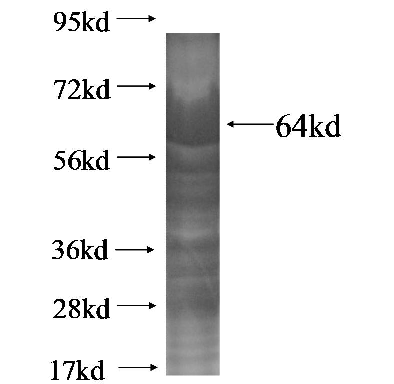 C14orf133 fusion protein ag14762 SDS-PAGE