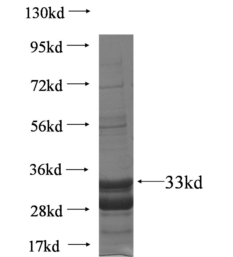 C7orf68 fusion protein ag7829 SDS-PAGE