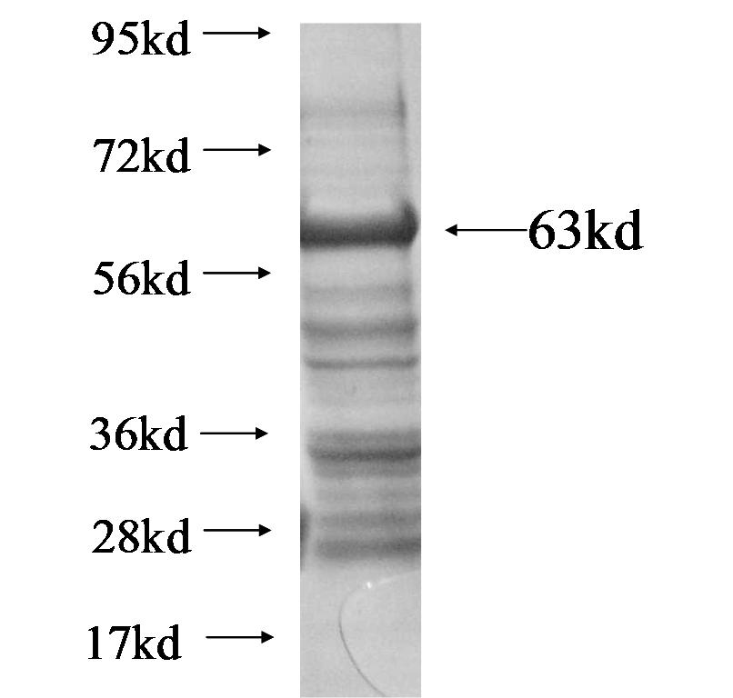 NF90,ILF3 fusion protein ag13707 SDS-PAGE