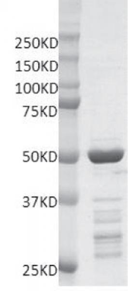 Recombinant MLL / HRX - SET protein gel. MLL / HRX - SET protein was run on a 10% SDS-PAGE gel and stained with Coomassie blue.